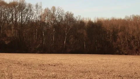 Deer eating Stock Footage 167314869