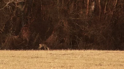 Deer eating Stock Footage 167314870