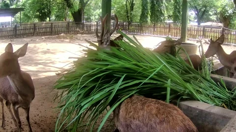 Deer eating Stock Footage 168083008