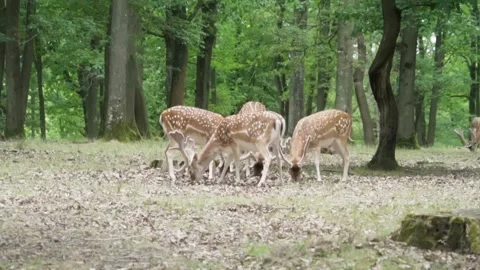 Deer eating Stock Footage 246275173