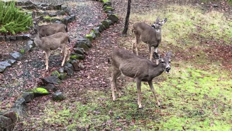 Deer Eating Stock Footage 296241139