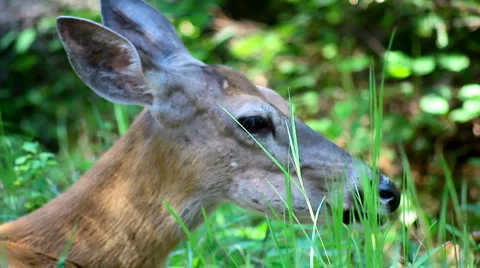 Deer eating in the forest Stock Footage 1066482