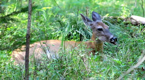 Deer eating in the forest Stock Footage 1068141