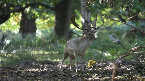 Deer eating in a forest Video stock 82722225