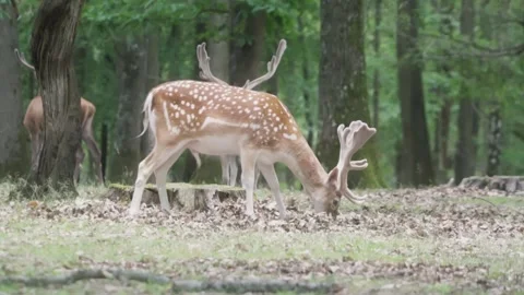 Deer eating in forest Stock Footage 246275179