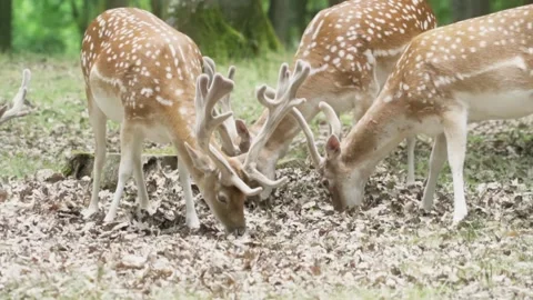 Deer eating in forest Stock Footage 246275344