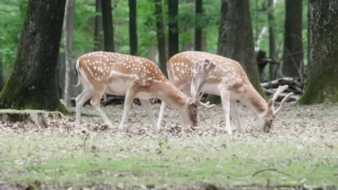 Deer eating in forest Stock Footage 246275376