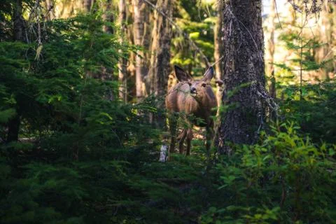Deer eating in a forest. Stock Photos