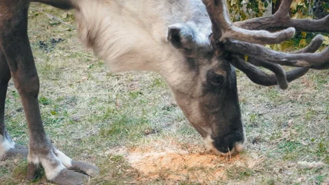 Deer eating grass close-up Stock Footage 94509915