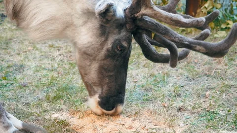 Deer eating grass close-up Stock Footage 94597177