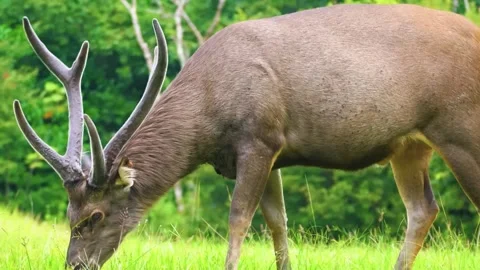 Deer Eating Grass Close Up Stock Footage 323140743
