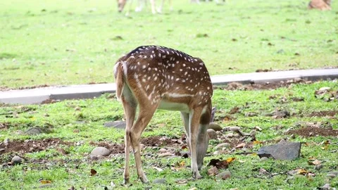 A deer is eating grass - Deer is eating grass Stock Footage 195932327