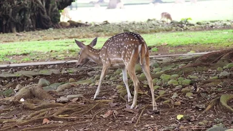 A deer is eating grass - Deer is eating grass Stock Footage 223468200