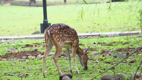 A deer is eating grass - Deer is eating grass Stock Footage 223468332