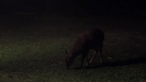 Deer eating grass during night Stock Footage 79534276