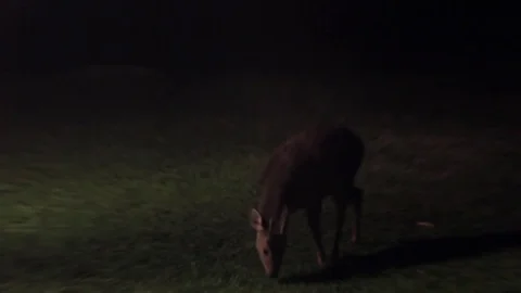 Deer eating Grass during Night with selective focus Stock Footage 79655450