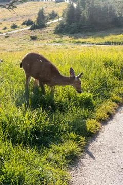 Deer eating grass at edge of path Stock Photos