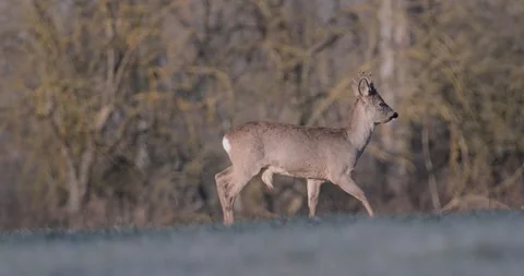 Deer Eating Grass in the Field Far Away Stock Footage 140555160