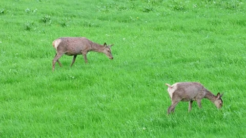 Deer eating grass in the fields Stock Footage 78391313