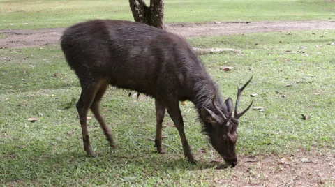 Deer eating on the grass. Stock Footage 47524801