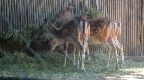 Deer Eating Grass Stock Footage 60252098