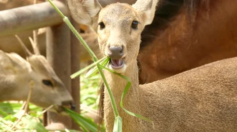 Deer eating grass. 動画素材 66562172