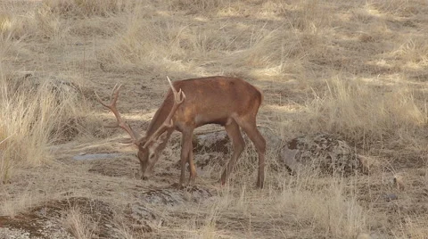 Deer eating grass Stock Footage 68715582