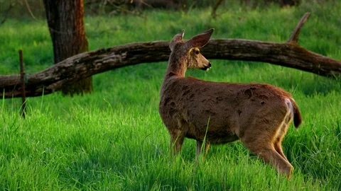Deer eating grass Stock Footage 87852073