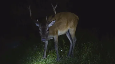 Deer eating grass 動画素材 103060673