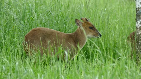 Deer eating grass 動画素材 111967113
