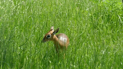 Deer eating grass 動画素材 111967251
