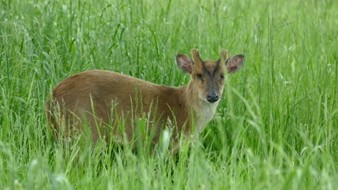 Deer eating grass 動画素材 111968276