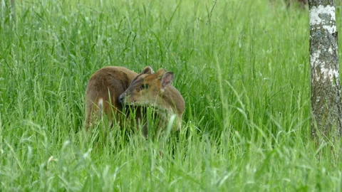 Deer eating grass 動画素材 111968606