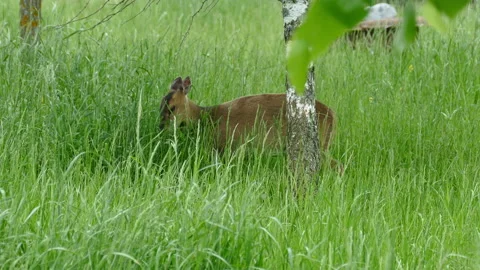 Deer eating grass Video stock 111968734