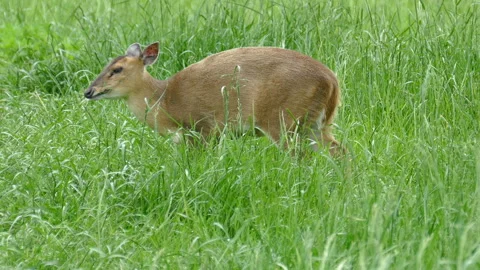 Deer eating grass Stock-Footage 111969368