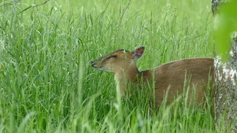 Deer eating grass Video stock 111969476