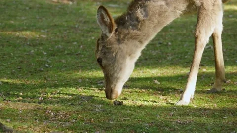 Deer eating grass Video stock 132134517
