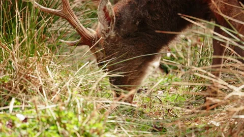 Deer eating grass 库存影片 153619730