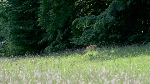 Deer eating grass 動画素材 201733204