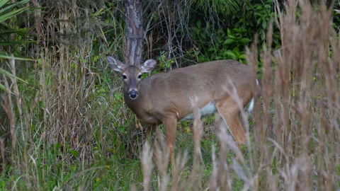 DEER EATING GRASS Stock Footage 230053139