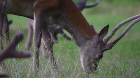 Deer Eating Grass	 動画素材 245702749