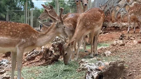 Deer eating grass Stock-Footage 271347128