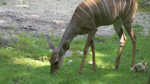 Deer eating grass Video stock 271347317