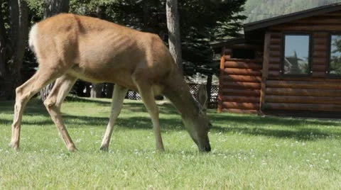Deer Eating Grass in Front of Cabin in National Park Stock Footage 22018413