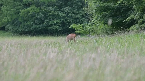 Deer eating grass with geese in the background 스톡 동영상 201733392