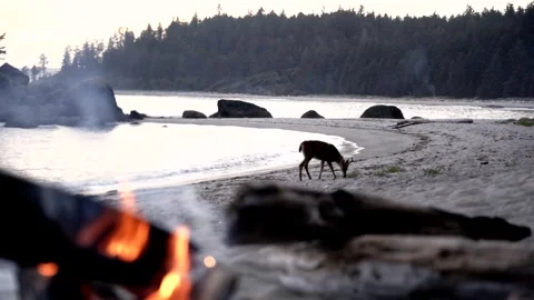 Deer eating grass by the ocean with campfire viewer Stock Footage 241362451