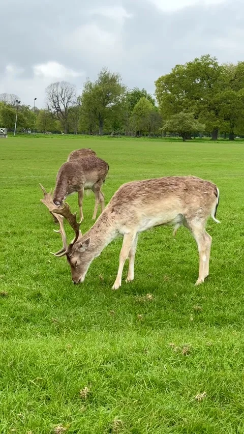 Deer eating grass in the park, Dublin, Ireland Stock-Footage 315752802