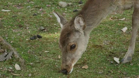 Deer eating grass in the park Video stock 132134510