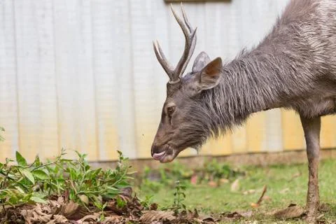 Deer eating on the grass. Stock Photos