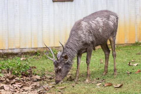 Deer eating on the grass. Stock Photos